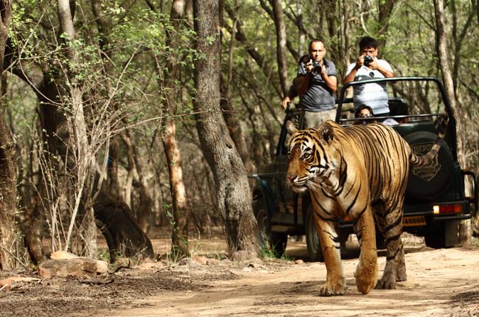 Jaipur Ranthambhore Tour